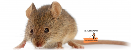Eliminar Ratones