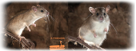Eliminar ratas